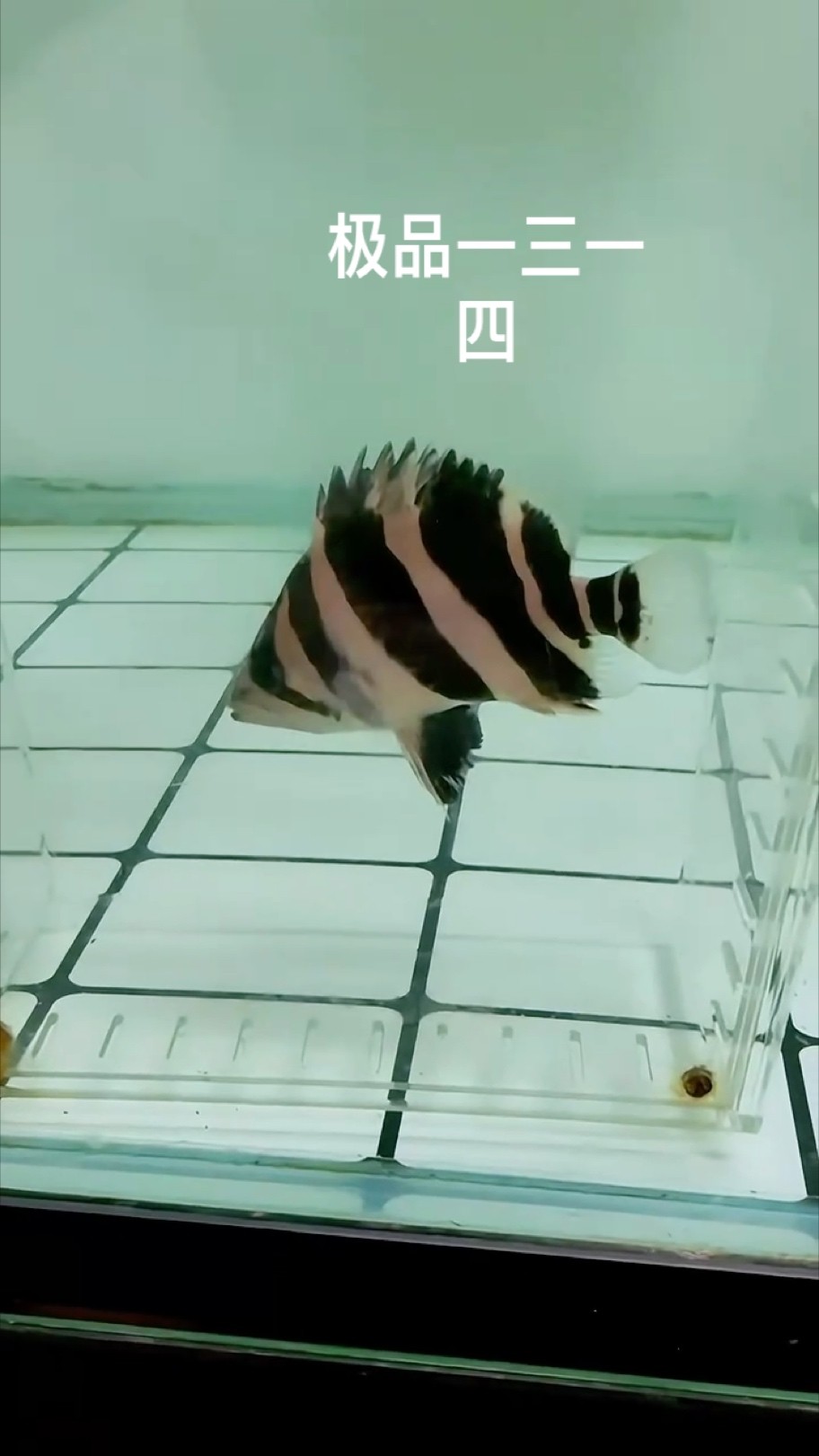 頂級一三一四 頂級一三一四 龍魚論壇