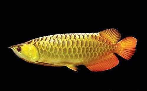 龍魚(yú)體型相差很大(不同品種的龍魚(yú)體型有顯著差異) 龍魚(yú)百科 第5張 龍魚(yú)體型相差很大(不同品種的龍魚(yú)體型有顯著差異) 龍魚(yú)體型相差很大(不同品種的龍魚(yú)體型有顯著差異) 龍魚(yú)百科 第5張