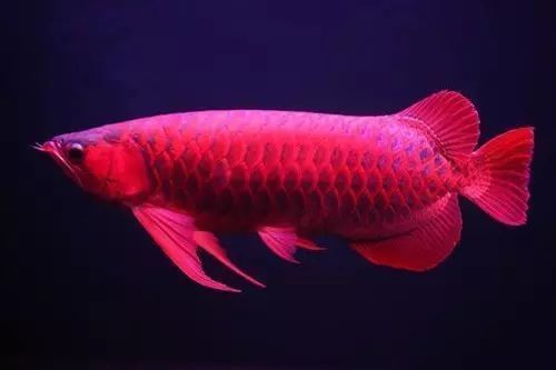 龍魚(yú)體型相差很大(不同品種的龍魚(yú)體型有顯著差異) 龍魚(yú)百科 第6張 龍魚(yú)體型相差很大(不同品種的龍魚(yú)體型有顯著差異) 龍魚(yú)體型相差很大(不同品種的龍魚(yú)體型有顯著差異) 龍魚(yú)百科 第6張