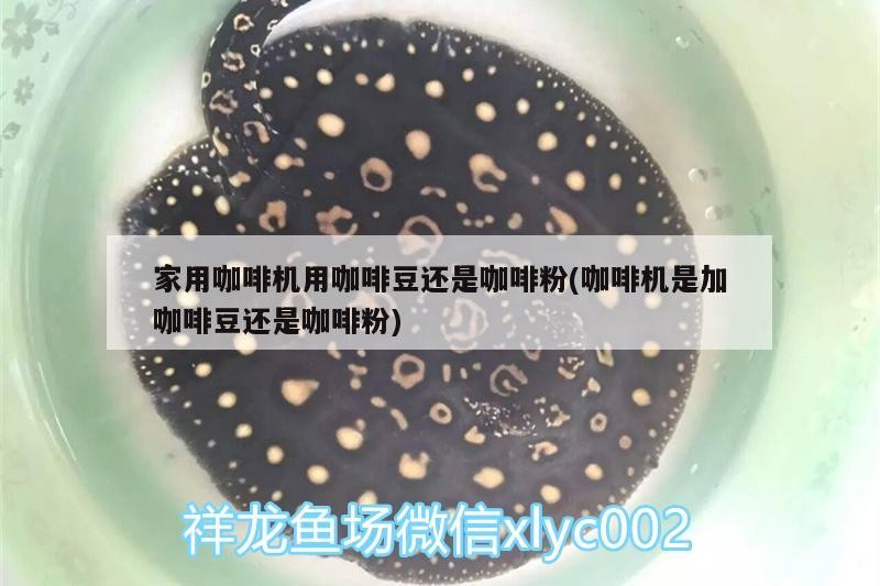 紅龍魚用黃燈烤有用嗎 家用咖啡機用咖啡豆還是咖啡粉(咖啡機是加咖啡豆還是咖啡粉) 馬來西亞咖啡 家用咖啡機用咖啡豆還是咖啡粉(咖啡機是加咖啡豆還是咖啡粉) 家用咖啡機用咖啡豆還是咖啡粉(咖啡機是加咖啡豆還是咖啡粉) 馬來西亞咖啡