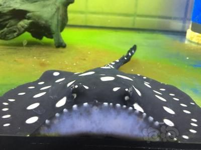 魟魚光照需求指南：如何控制魚缸綠藻繁殖,夜行性魟魚的飼養技巧