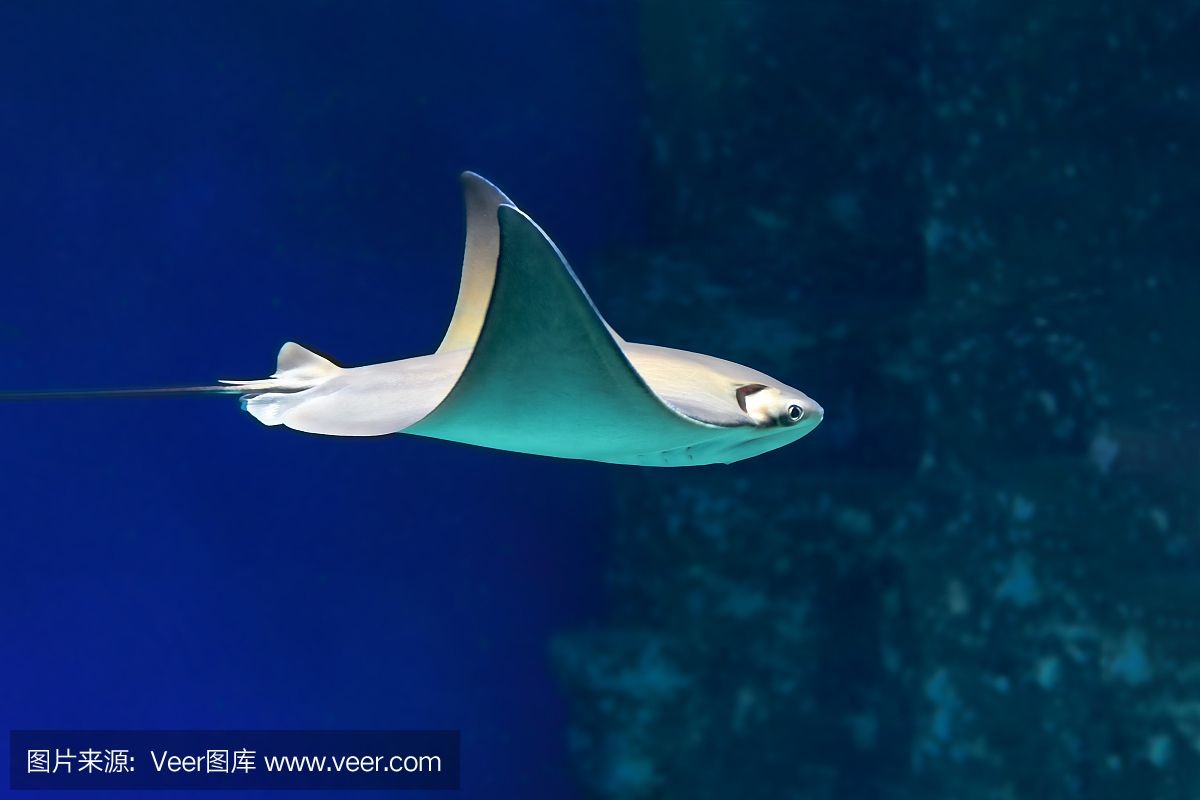 魟魚(yú)光照需求指南：如何控制魚(yú)缸綠藻繁殖,夜行性魟魚(yú)的飼養(yǎng)技巧