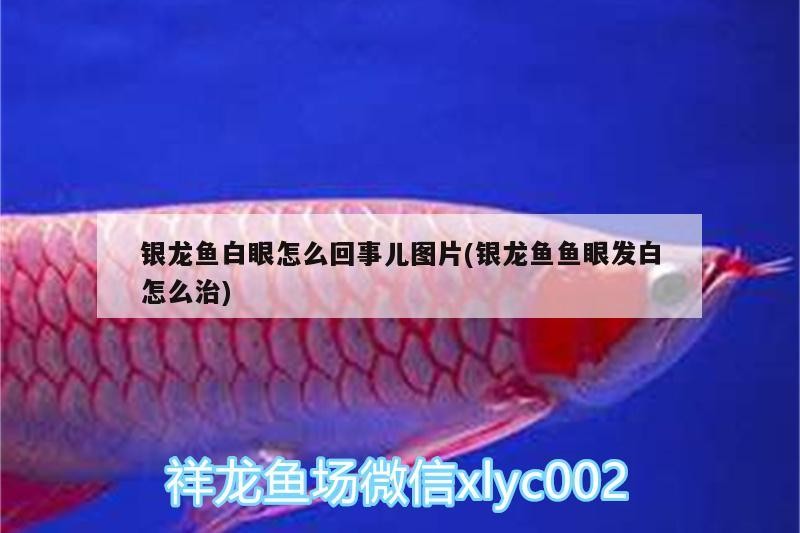 銀龍魚白眼怎么回事兒圖片(銀龍魚魚眼發(fā)白怎么治) 銀龍魚白眼怎么回事兒圖片(銀龍魚魚眼發(fā)白怎么治) 銀龍魚百科
