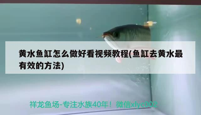 黃水魚缸怎么做好看視頻教程(魚缸去黃水最有效的方法)