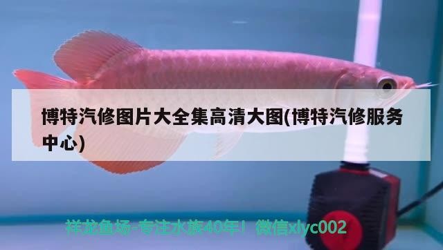 博特汽修圖片大全集高清大圖(博特汽修服務中心)