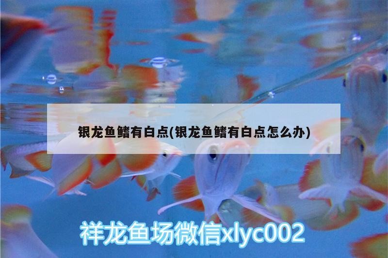 銀龍魚鰭有白點(銀龍魚鰭有白點怎么辦)