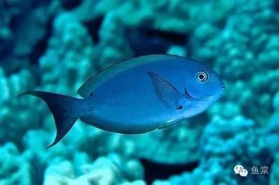 龍魚缸里放清道夫好嗎