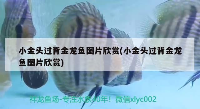 小金頭過(guò)背金龍魚(yú)圖片欣賞(小金頭過(guò)背金龍魚(yú)圖片欣賞)