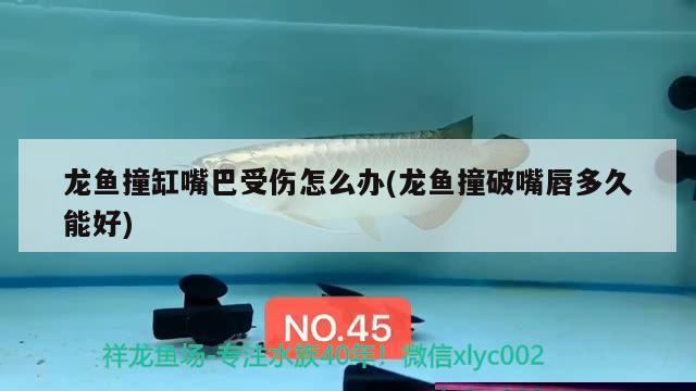 過(guò)背金龍魚(yú)怎么養(yǎng)才增色(過(guò)背金龍魚(yú)怎么養(yǎng)才增色呢)
