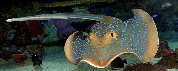 白子魟魚在國內(nèi)可以繁殖嗎：白子魟魚在國內(nèi)可以繁殖嗎，