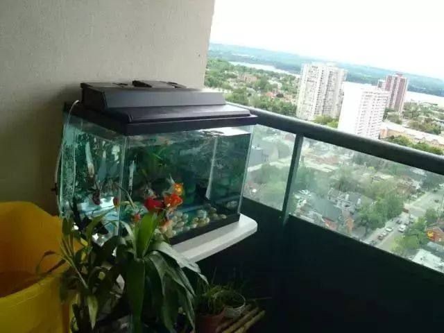 1.6米魚缸有多重啊：1.6米的魚缸有多重？ 1.6米魚缸有多重啊：1.6米的魚缸有多重？ 魚缸百科 第2張