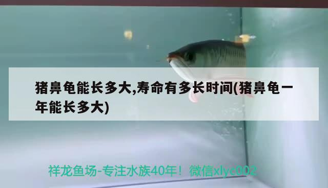 豬鼻龜能長多大,壽命有多長時(shí)間(豬鼻龜一年能長多大)