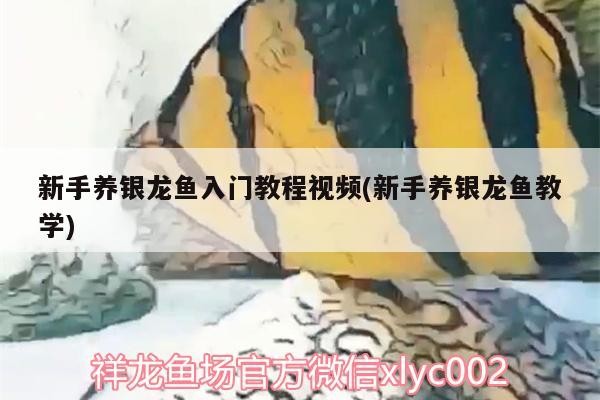 新手養銀龍魚入門教程視頻(新手養銀龍魚教學)