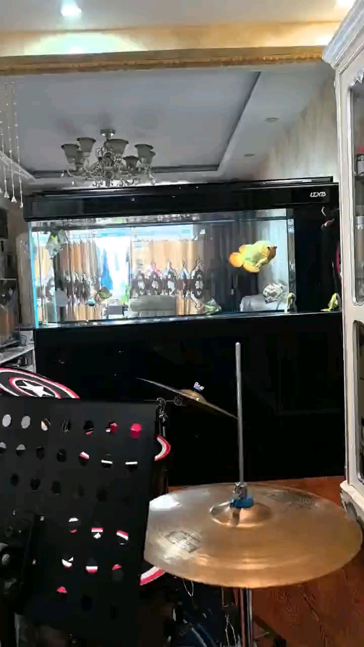 順利倒缸，遠了好幾種方案，最終還是舊缸抽水三分之二，下麻藥，麻暈，套袋過來，因為沒麻藥上午拿袋子撈了一個半小時不進袋子！所以必須麻藥，60公分的龍不能馬虎！！！ 順利倒缸，遠了好幾種方案，最終還是舊缸抽水三分之二，下麻藥，麻暈，套袋過來，因為沒麻藥上午拿袋子撈了一個半小時不進袋子！所以必須麻藥，60公分的龍不能馬虎！！！ 龍魚論壇