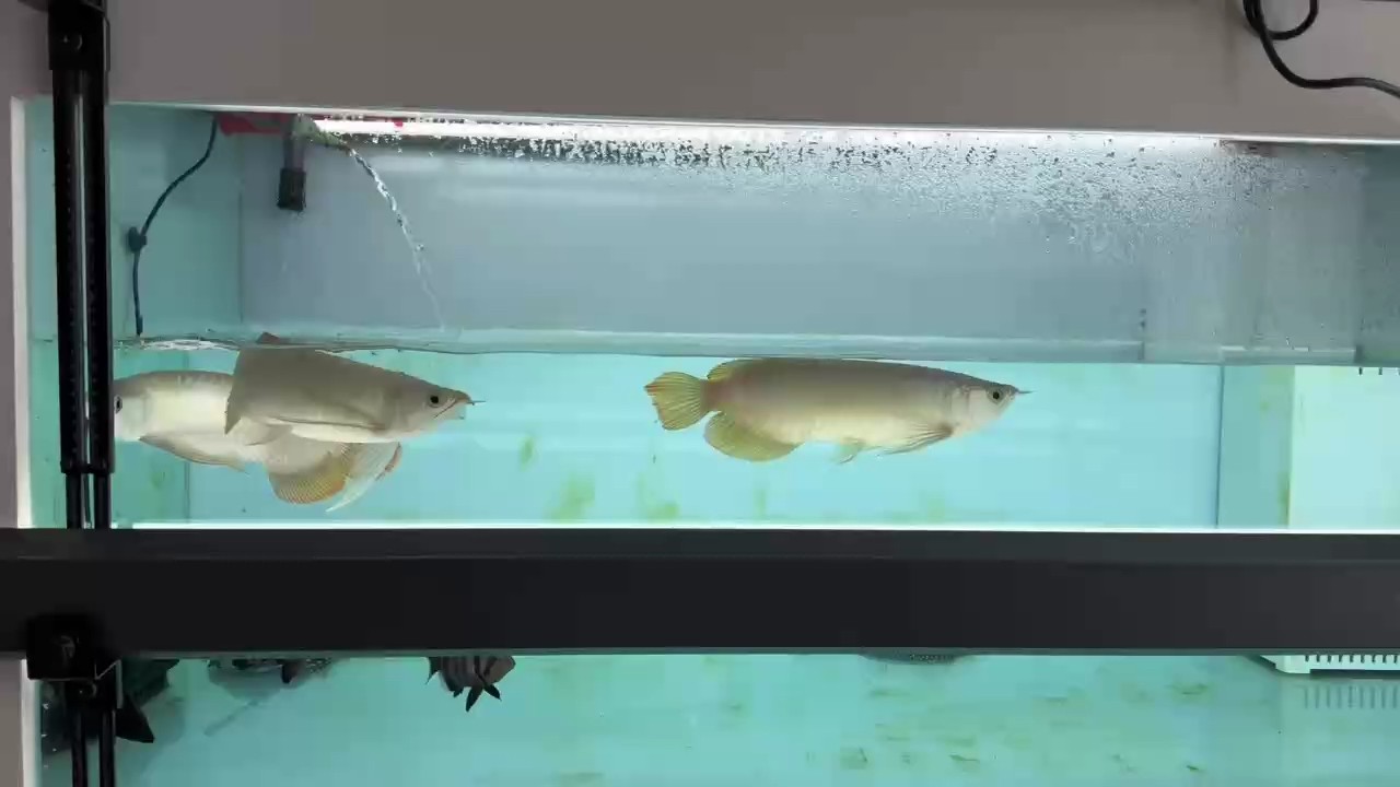 龍魚混養(yǎng)第三天