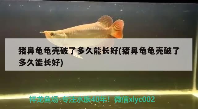 豬鼻龜龜殼破了多久能長好(豬鼻龜龜殼破了多久能長好)