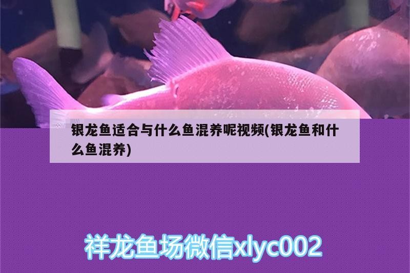 銀龍魚適合與什么魚混養呢視頻(銀龍魚和什么魚混養)