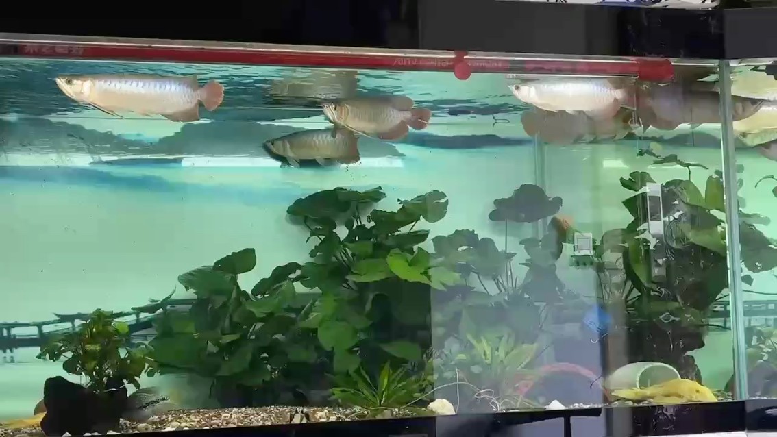 剛好養了半年，20cm長到35cm，不快不慢。慢慢來