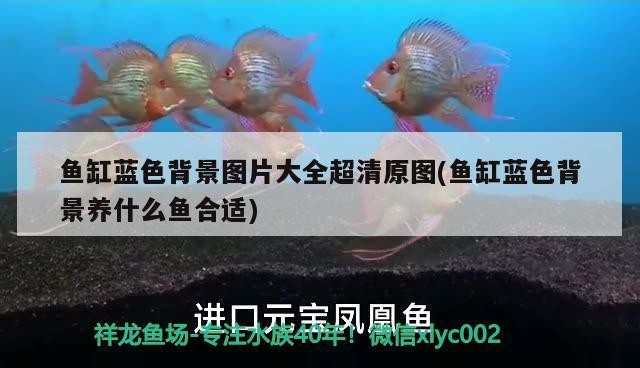 魚缸藍色背景圖片大全超清原圖(魚缸藍色背景養什么魚合適) 魚缸藍色背景圖片大全超清原圖(魚缸藍色背景養什么魚合適) 金龍魚百科