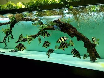 養(yǎng)虎魚放沉木有好處嗎：養(yǎng)虎魚放沉木有什么好處？ 養(yǎng)虎魚放沉木有好處嗎：養(yǎng)虎魚放沉木有什么好處？ 虎魚百科 第2張