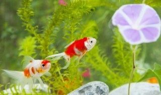 龍魚龍魚拉長條便便怎么辦vs祥龍魚場：龍魚拉長條便便的原因
