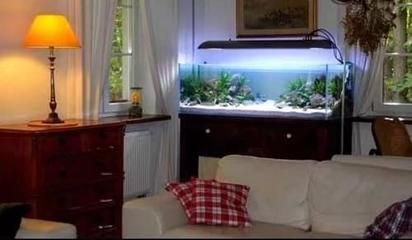 1981屬雞的魚缸擺放位置：1981屬雞的人魚缸擺放位置 1981屬雞的魚缸擺放位置：1981屬雞的人魚缸擺放位置 魚缸百科 第1張