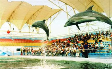 唐山水族館vs祥龍魚場（唐山水族館和祥龍魚場哪個好） 唐山水族館vs祥龍魚場（唐山水族館和祥龍魚場哪個好） 全國水族館企業(yè)名錄 第5張