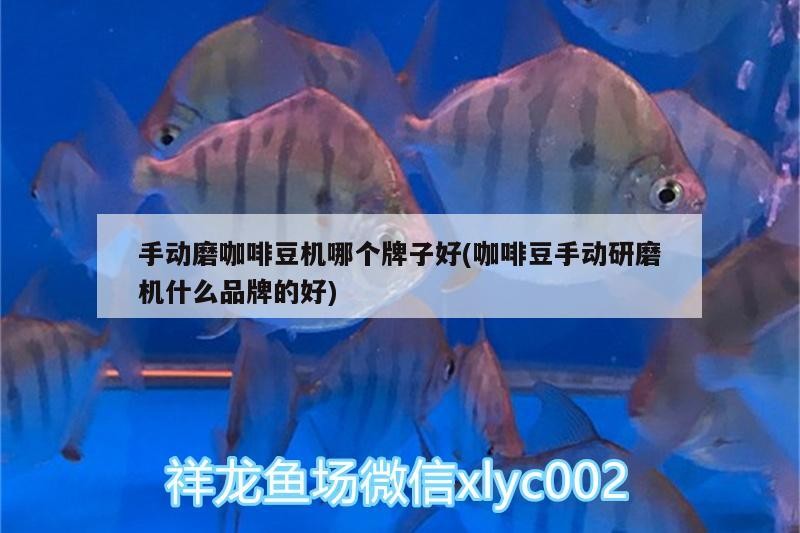 手動(dòng)磨咖啡豆機(jī)哪個(gè)牌子好(咖啡豆手動(dòng)研磨機(jī)什么品牌的好)
