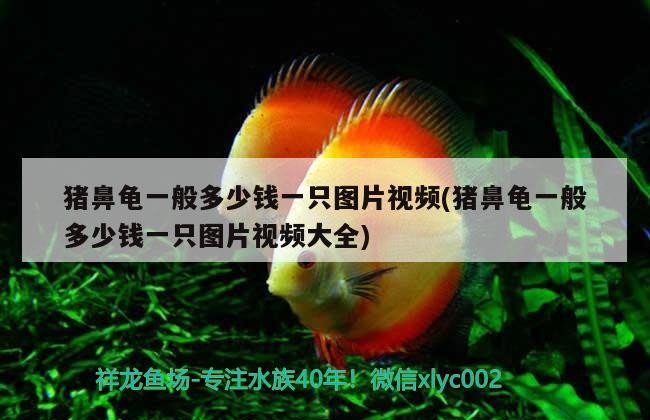 豬鼻龜一般多少錢一只圖片視頻(豬鼻龜一般多少錢一只圖片視頻大全)