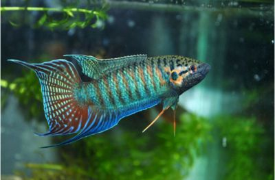 泰國虎魚和什么魚混養好看圖片欣賞：泰國虎魚與什么魚混養好看圖片欣賞