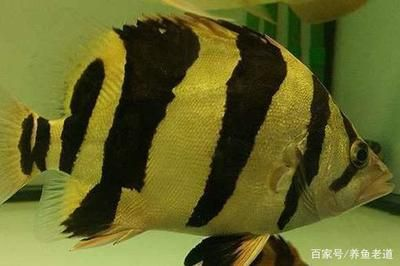 泰國虎魚和什么魚混養好看圖片欣賞：泰國虎魚與什么魚混養好看圖片欣賞