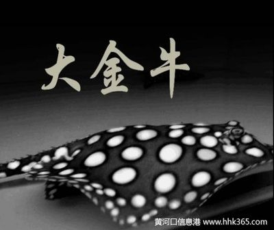 養皇冠黑白魟魚的技巧：養皇冠黑白魟魚的一些技巧，養皇冠黑白魟魚的技巧