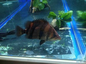金老虎魚與七彩神仙魚混養注意事項，混養魚缸水質監測技巧，金老虎魚領地性行為表現