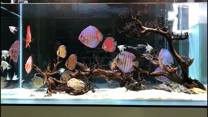 金老虎魚與七彩神仙魚混養注意事項，混養魚缸水質監測技巧，金老虎魚領地性行為表現