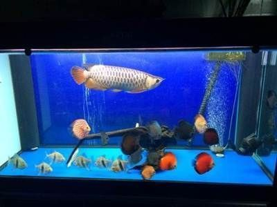 金老虎魚與七彩神仙魚混養注意事項，混養魚缸水質監測技巧，金老虎魚領地性行為表現