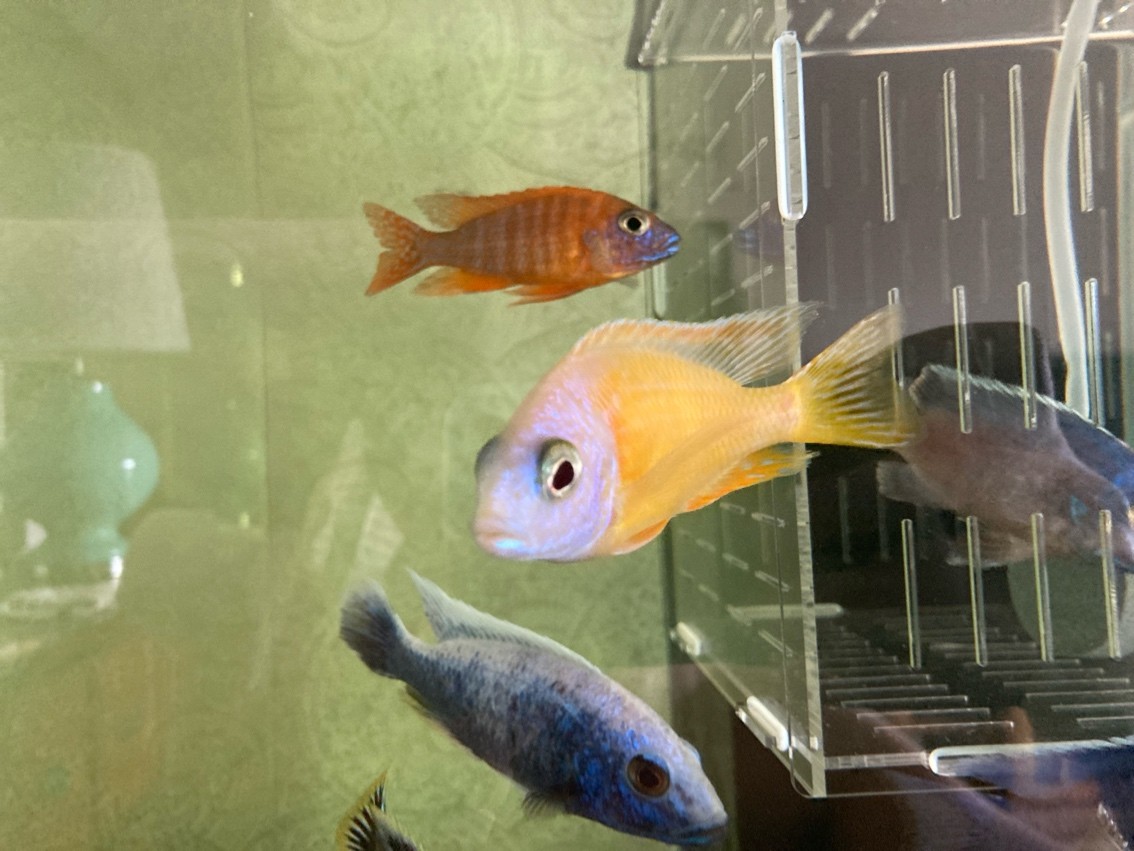 即將滿月??…… 龍魚論壇 第1張 即將滿月??…… 即將滿月??…… 龍魚論壇 第1張