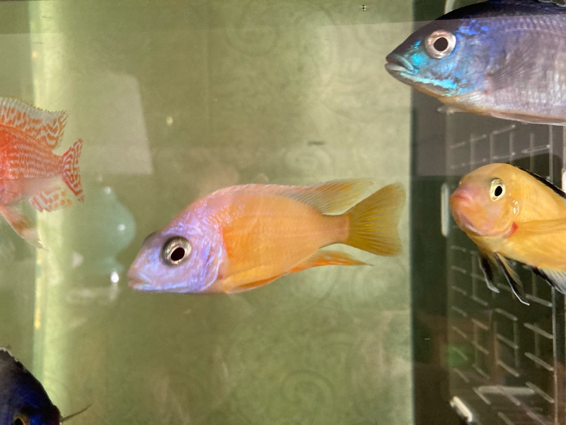 即將滿月??…… 龍魚論壇 第2張 即將滿月??…… 即將滿月??…… 龍魚論壇 第2張