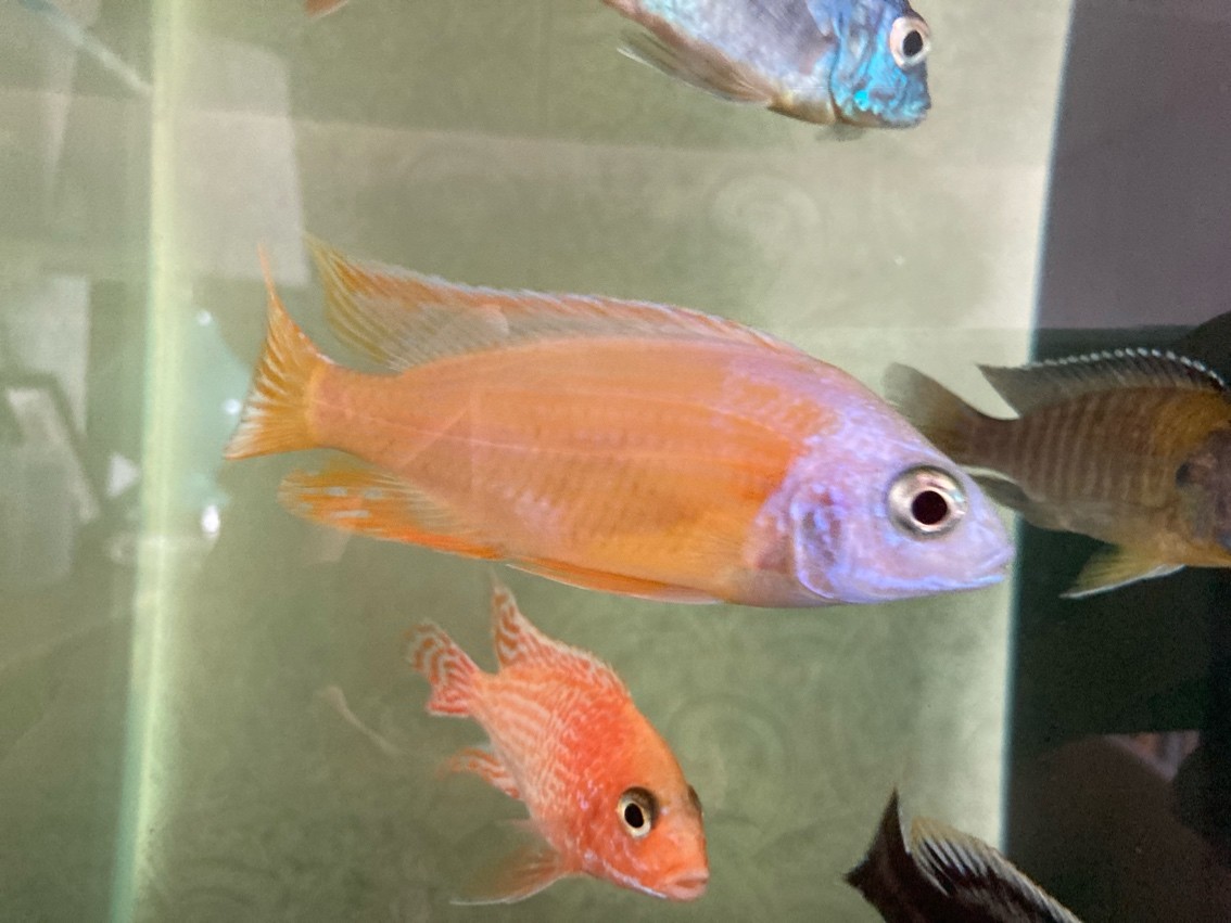 即將滿月??…… 龍魚論壇 第3張 即將滿月??…… 即將滿月??…… 龍魚論壇 第3張