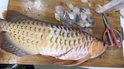 來賓龍魚vs祥龍魚場（來賓龍魚和祥龍魚場各有特色）