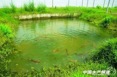 龍魚的養殖環境要求