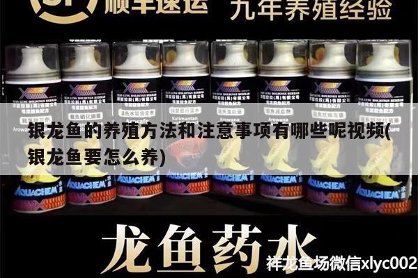 銀龍魚的養殖方法和注意事項有哪些呢視頻(銀龍魚要怎么養)