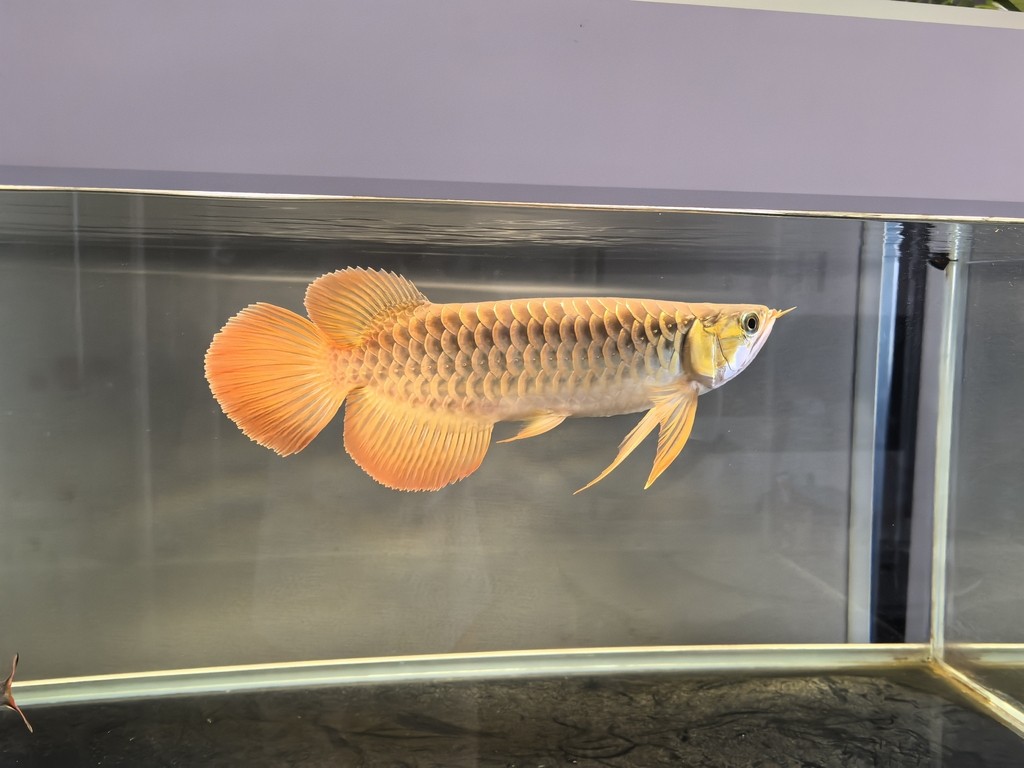 一歲記錄一下 一歲記錄一下 龍魚論壇 第1張