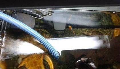 換水魟魚脫膜怎么辦：換水導(dǎo)致魟魚脫膜怎么辦 換水魟魚脫膜怎么辦：換水導(dǎo)致魟魚脫膜怎么辦 魟魚百科 第2張