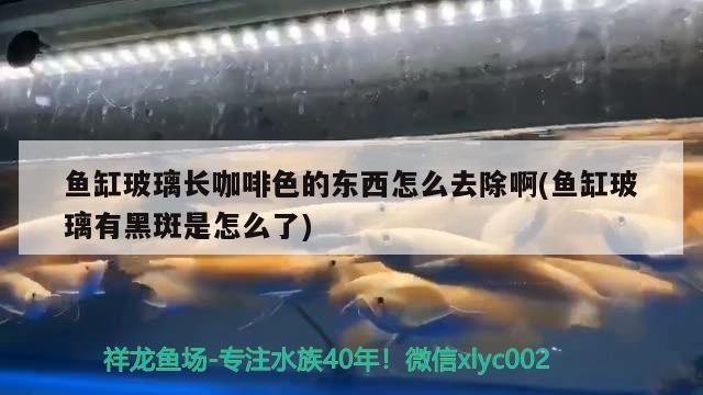 魚缸玻璃長咖啡色的東西怎么去除啊(魚缸玻璃有黑斑是怎么了) 魚缸玻璃長咖啡色的東西怎么去除啊(魚缸玻璃有黑斑是怎么了) 馬來西亞咖啡