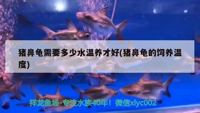 豬鼻龜需要多少水溫養才好(豬鼻龜的飼養溫度)
