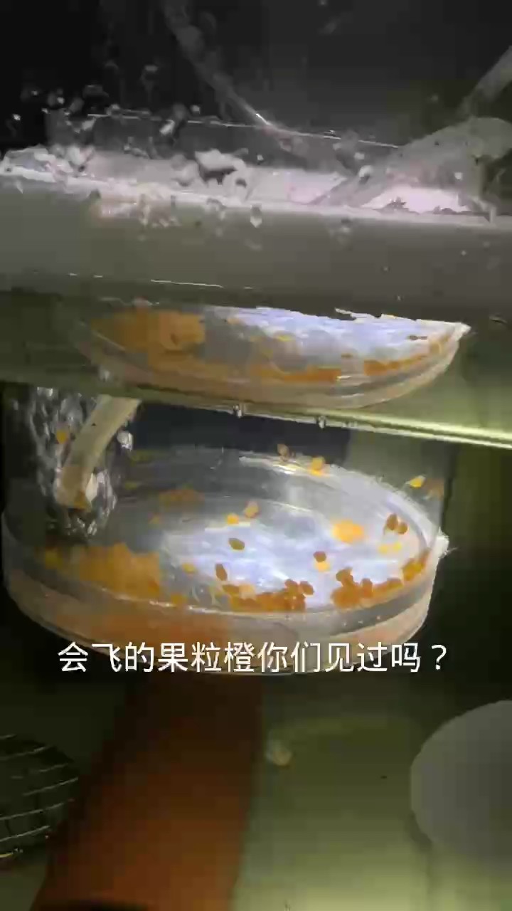果粒橙起飛了 果粒橙起飛了 龍魚論壇
