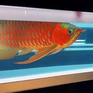 紅龍魚必須用燈光照嗎：如何選擇紅龍魚燈光顏色，紅龍魚夜間照明的最佳方案 紅龍魚必須用燈光照嗎：如何選擇紅龍魚燈光顏色，紅龍魚夜間照明的最佳方案 紅龍魚百科 第2張