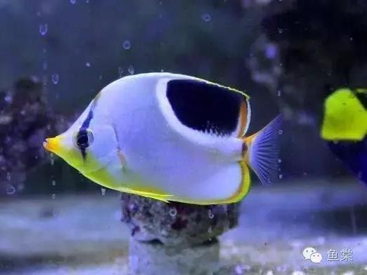 最好的超白魚缸是哪種（最好的超白魚缸是哪種魚）