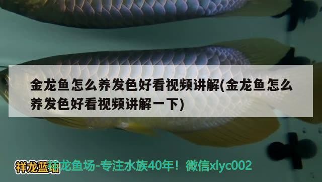 金龍魚怎么養發色好看視頻講解(金龍魚怎么養發色好看視頻講解一下)