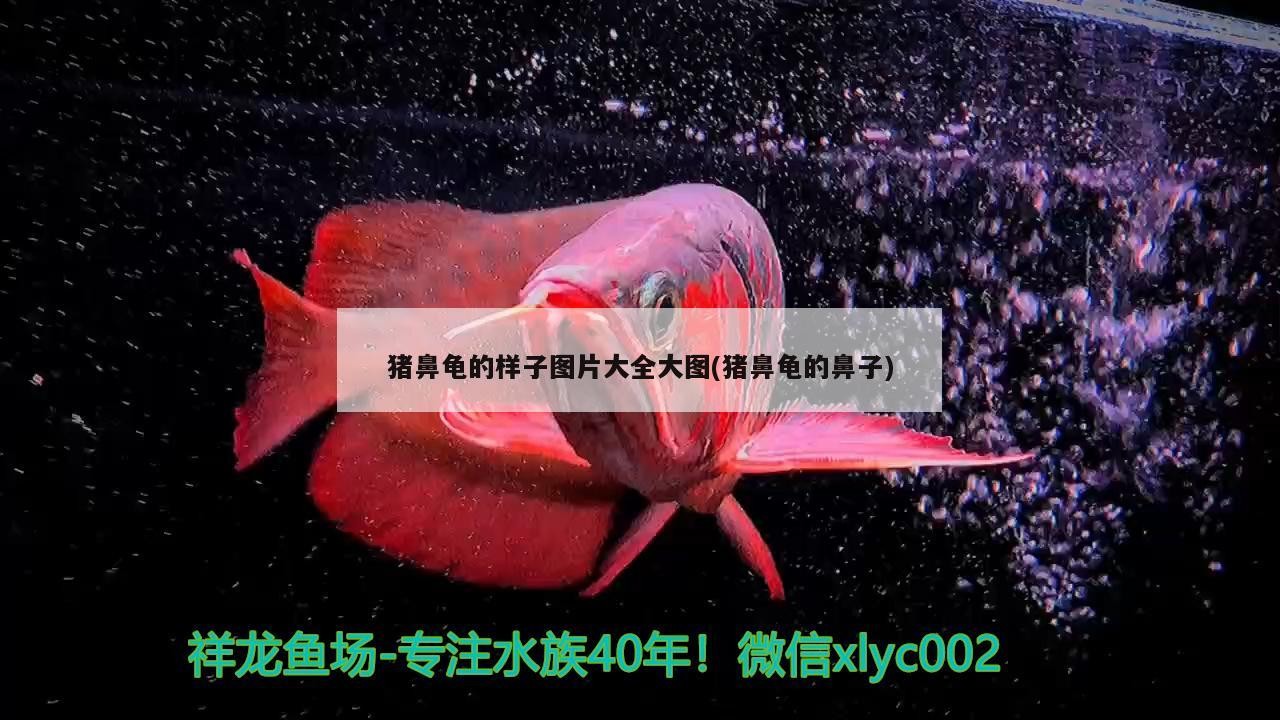 豬鼻龜的樣子圖片大全大圖(豬鼻龜的鼻子)